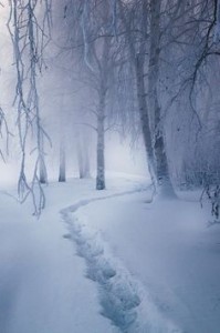 fallen_snow
